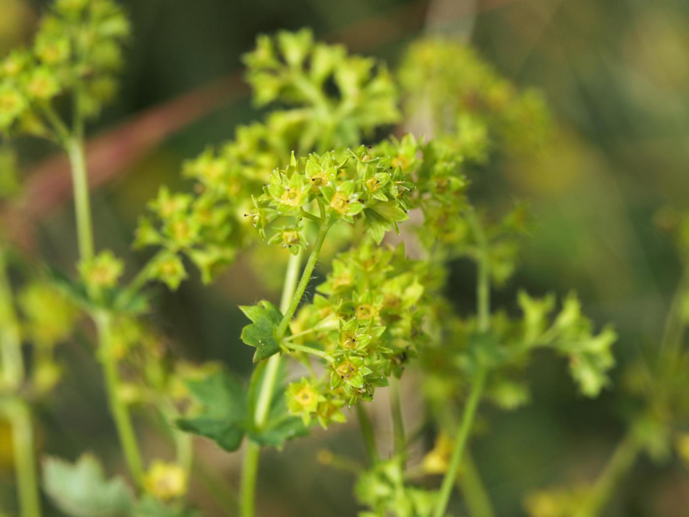 Lady's Mantle, [Yellow-green] flower